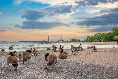 Photography Canada geese grooming on a pepple beach in the evening with lake ontario  and cl