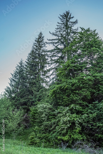 Landscapes - Forest - Europe, Romania, Suceava region