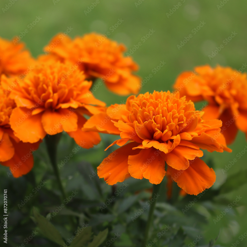 Close-up of orange marigold flowers against green background. Tagetes plants in bloom Close-up of orange marigold flowers against green background. Tagetes plants in bloom