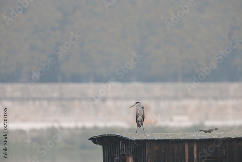 Heron on a rooftop photo