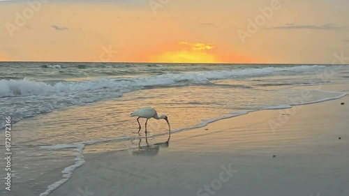 White Ibis at sunset on the beach - captured in Redington Beach, Florida by Christy Mandeville photo