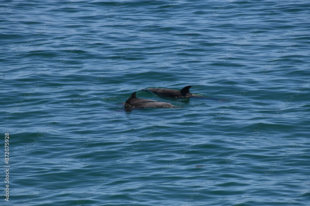 Fototapeta premium Two Dolphins Surfacing Swimming Pacific Ocean