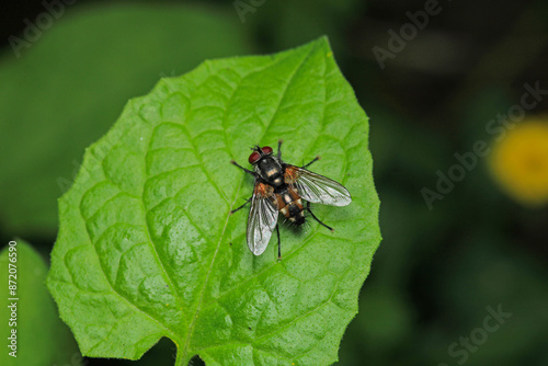 macro photo of housefly facing back