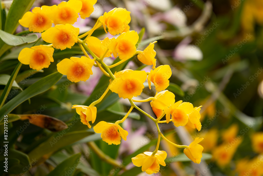 A bunch of yellow flowers with red centers A bunch of yellow flowers with red centers