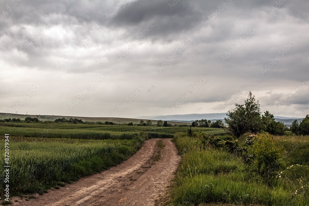 Obraz premium Landscapes - Forest - Europe, Romania, Suceava region