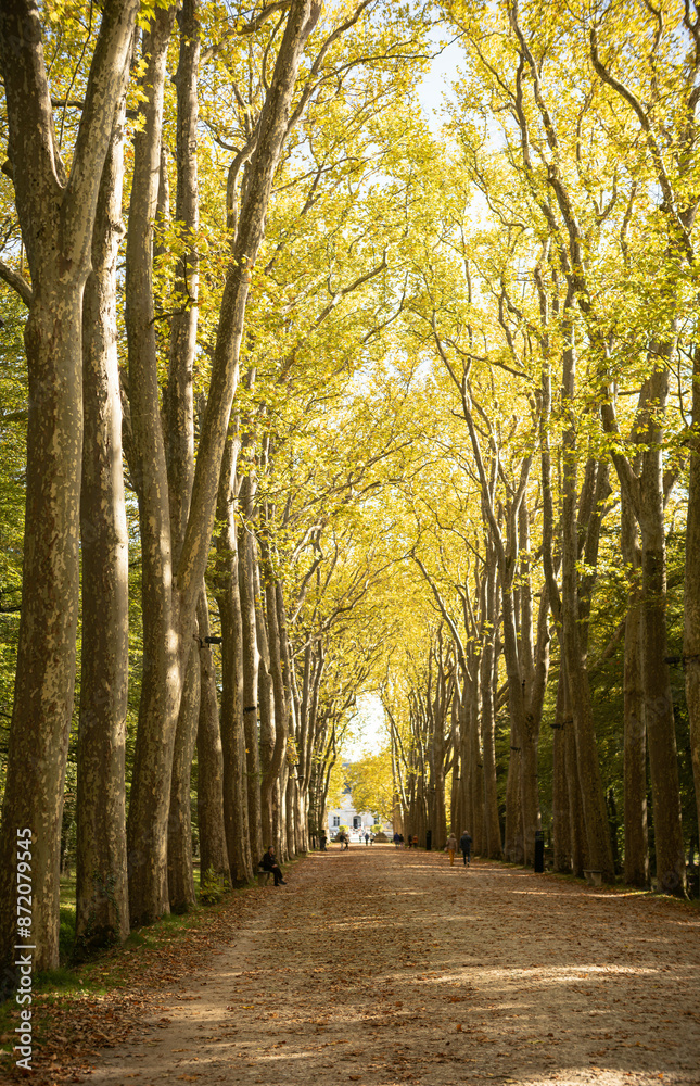 Golden canopy pathway Golden canopy pathway