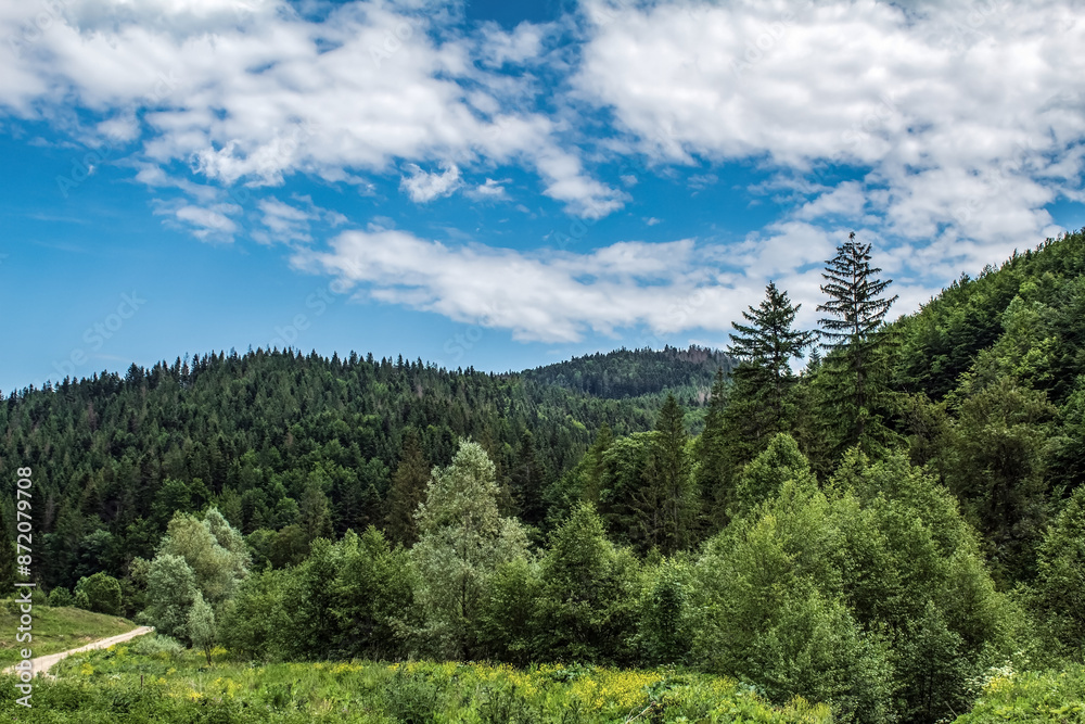 Landscapes - Forest - Europe, Romania, Suceava region Landscapes - Forest - Europe, Romania, Suceava region