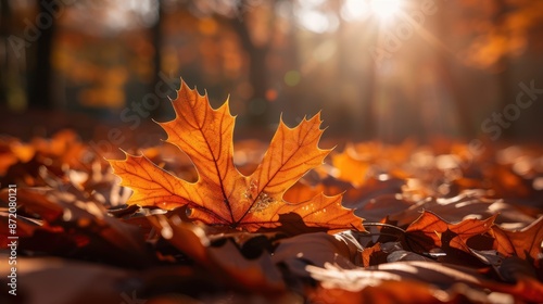 The single autumn leaf