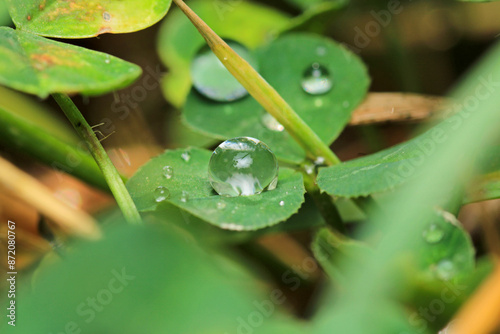 water drops macro photo on grass