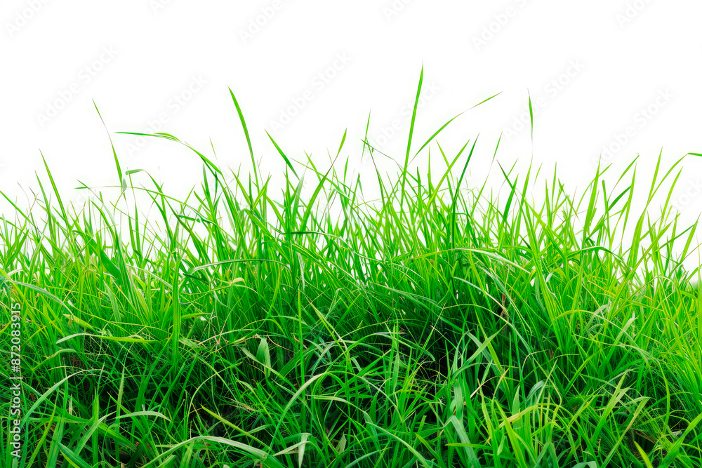 Green grass isolated on white background Green grass isolated on white background