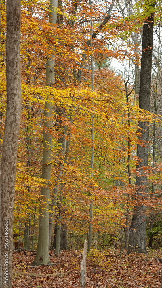 Obraz premium The colorful forest view in the natural park in autumn