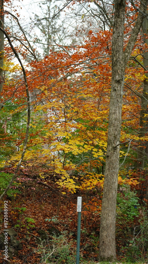 Obraz premium The colorful forest view in the natural park in autumn