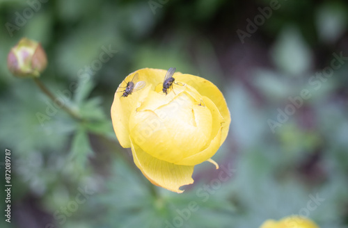 Closeup of two flys the yellwo blossom of the trollius europaeus or Eurpean globeflower photo