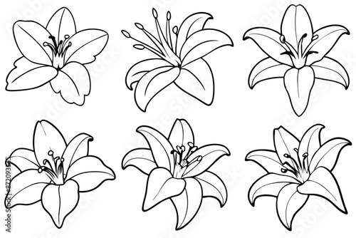 Lily flower line art Elegant floral renditions with finesse