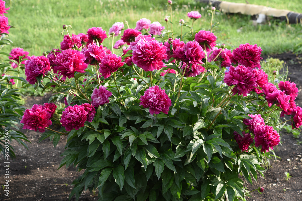 Peony bushes in the summer garden. Growing peonies. Red and pink flowers. Peony bushes in the summer garden. Growing peonies. Red and pink flowers.