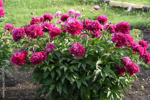 Peony bushes in the summer garden. Growing peonies. Red and pink flowers.