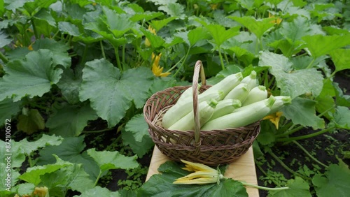 full basket of harvested young zucchini against a background of zucchini growing in the field.