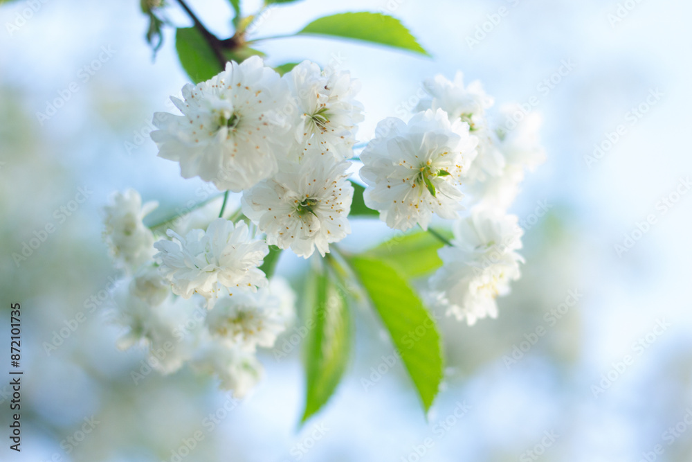 White delicate flowers of sakura on branch close up, beautiful light background with copy space. Spring time White delicate flowers of sakura on branch close up, beautiful light background with copy space. Spring time