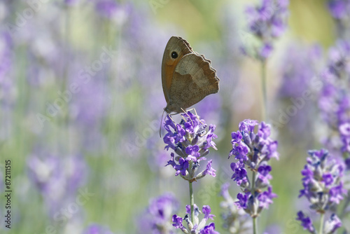 Meadow brown (maniola jurtina) butterfly perched on lavender in Zurich, Switzerland photo