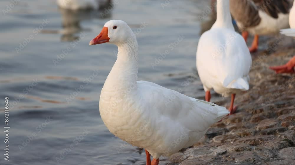 White goose at the pond White goose at the pond