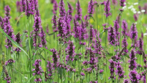 Purple flowers of common hedgenettle palnt on a green meadow in summer, Stachys officinalis