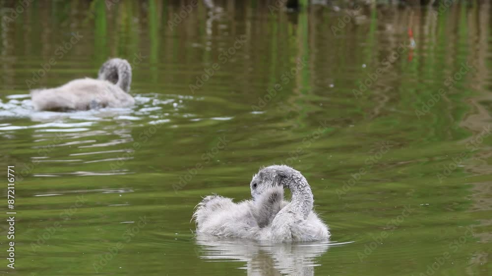 Cygnets clean their feathers before rest. Young mute swans clean their feathers in the water on a summer day. Cygnets clean their feathers before rest. Young mute swans clean their feathers in the water on a summer day.