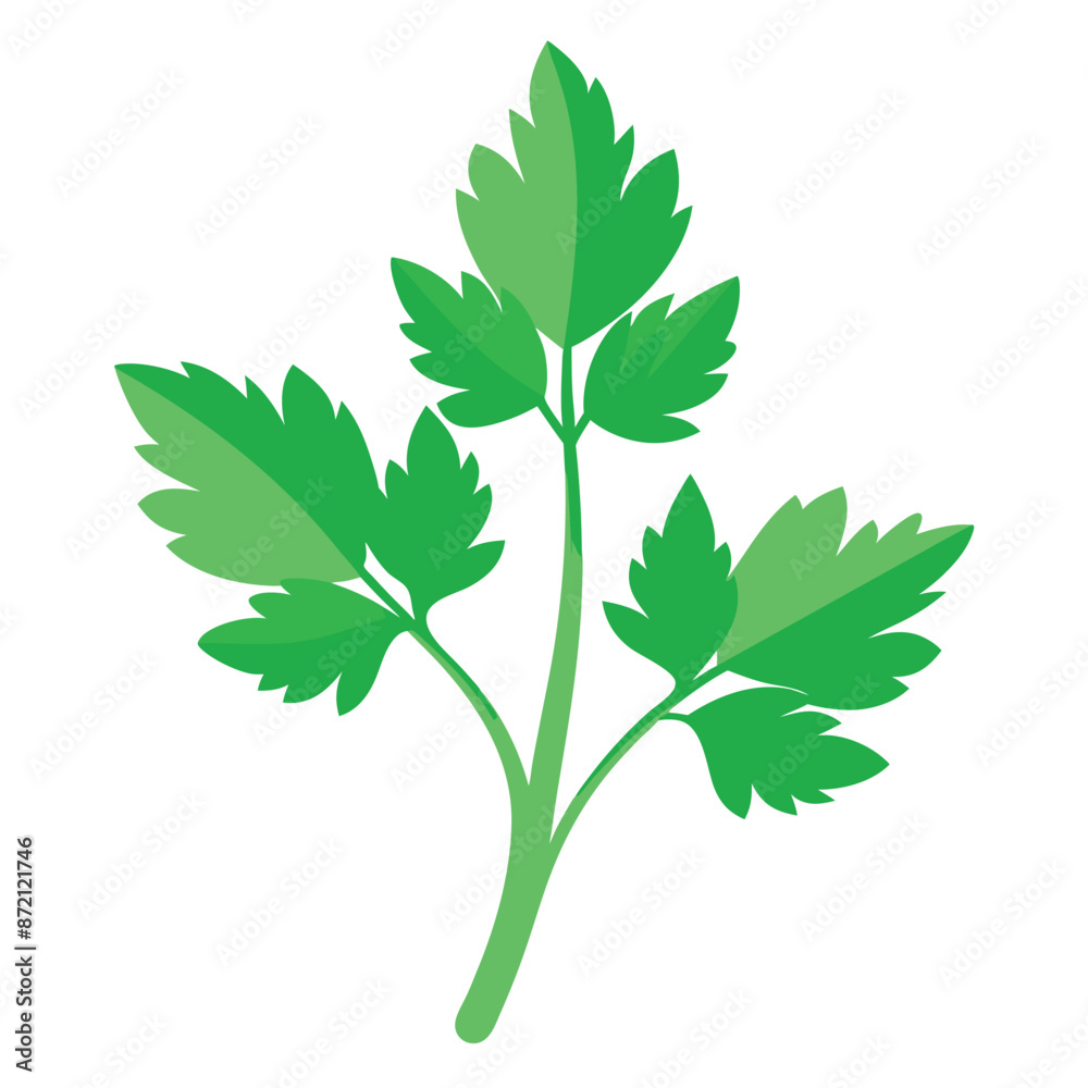 Naklejka premium Vector illustration of parsley&nbsp;
