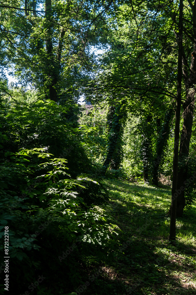 Fototapeta premium Sunny day in the forest. Sunlight passes through the trees and falls on the bushes. Summer day in the forest among the trees
