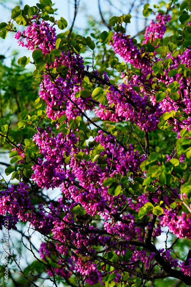 Obraz premium Pink flowers in the garden, Tbilisi, Georgia