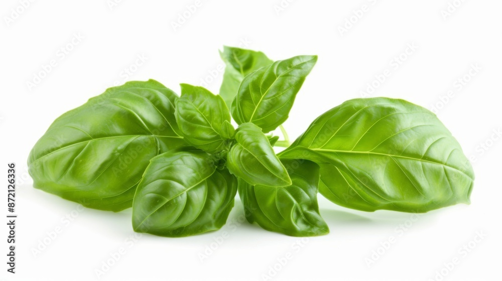 Basil leaves isolated on white background Basil leaves isolated on white background