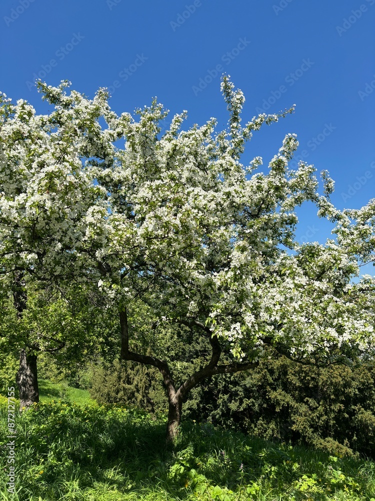 abundant white flowers on the spring tree abundant white flowers on the spring tree
