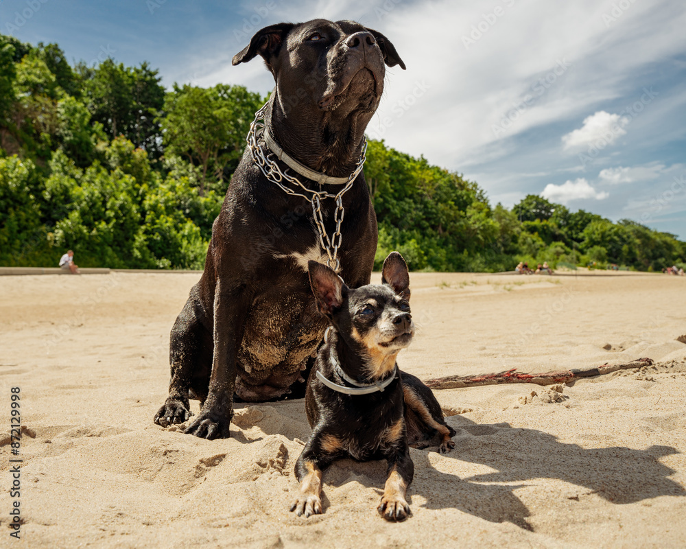 Dwa psy, Amstaff i Pinczer miniatura odpoczywają na plaży.