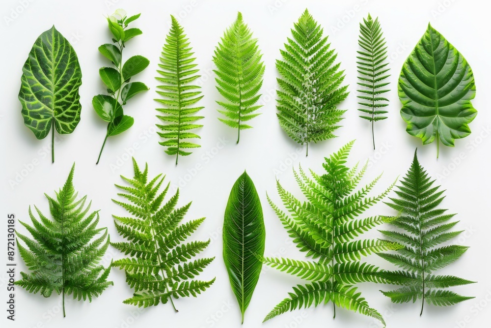 Assorted Green Leaves Collection Assorted Green Leaves Collection