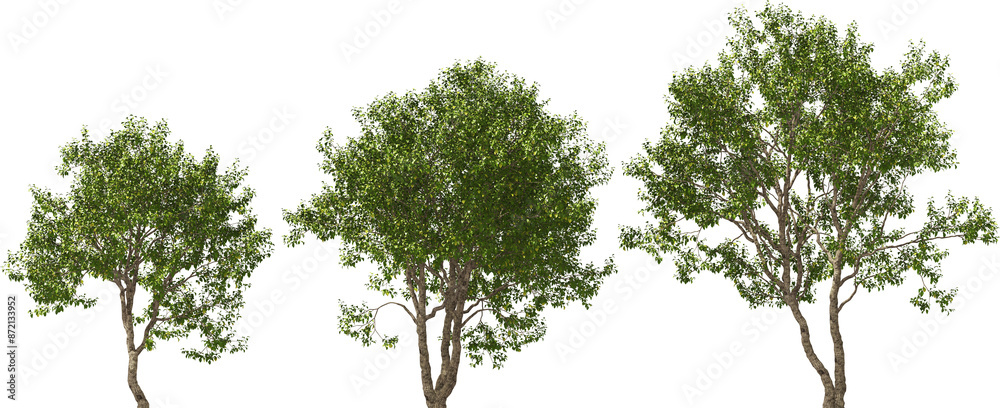 tree manchurian elm hq cut out plant