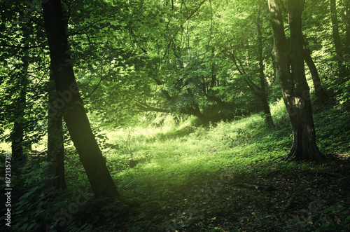 green woods, nature background