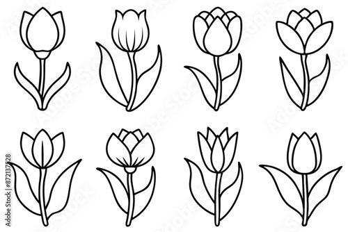 Tulip flower line art Botanical pen art of tulips