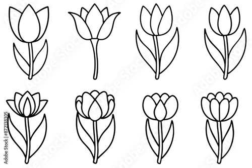 Tulip flower line art Detailed tulip outlines in lines