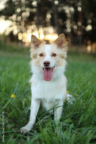 Cute mixed breed dog in grass looking at camera on meadow in sunset lights.