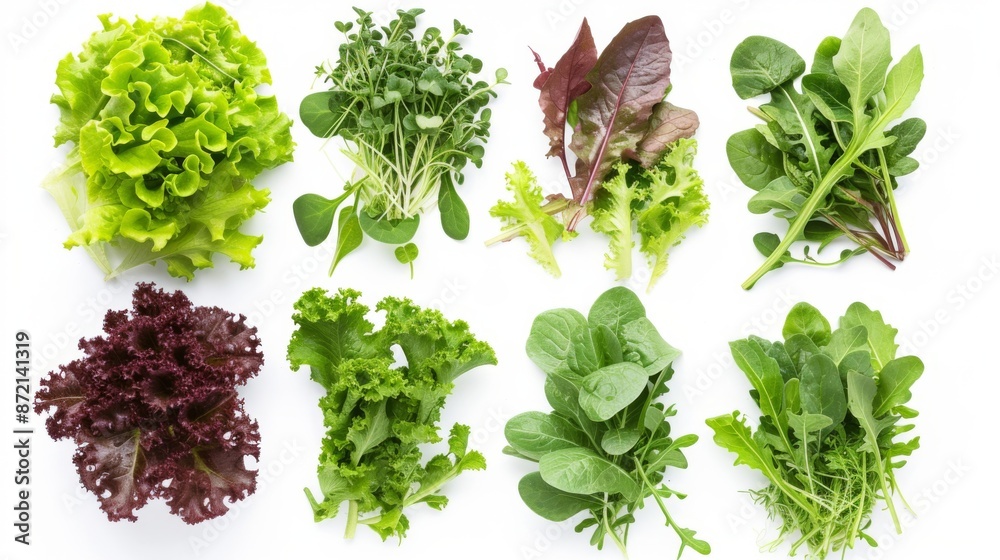 Salad leaves collection on white background