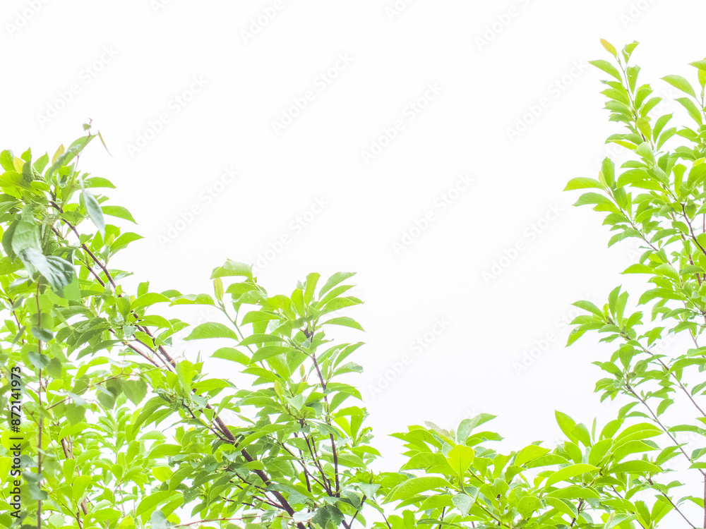 Walnut tree close up green leaves, drops of water after rain isolated on white background Walnut tree close up green leaves, drops of water after rain isolated on white background