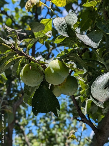 apple tree branch