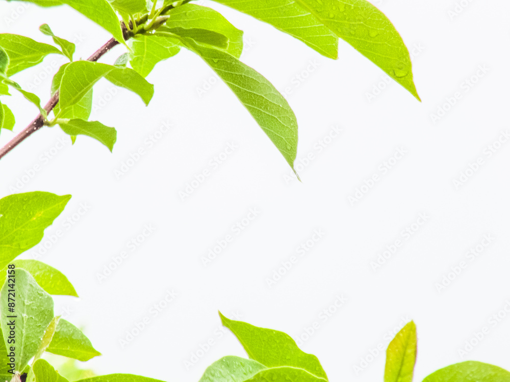 Obraz premium Walnut tree close up green leaves, drops of water after rain isolated on white background