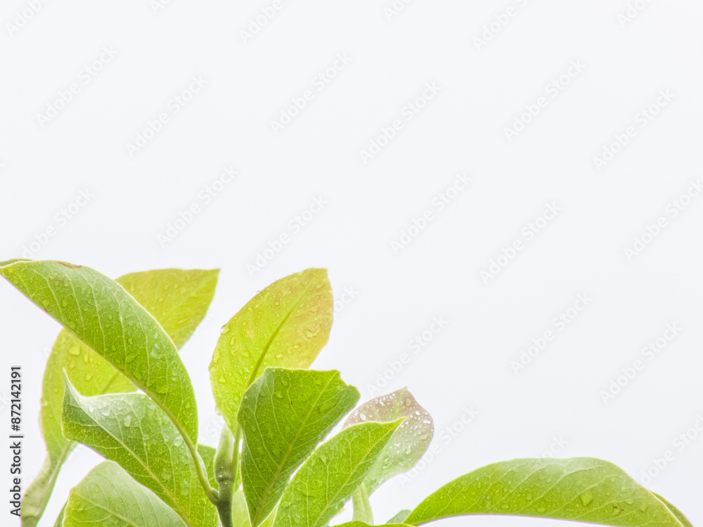 Obraz premium Walnut tree close up green leaves, drops of water after rain isolated on white background