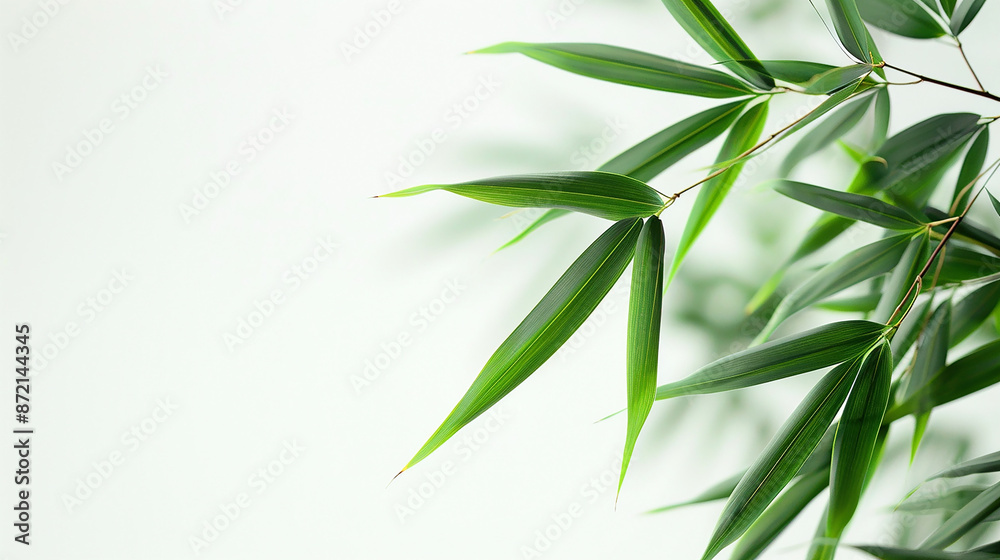 Fototapeta premium wide closeup photo of natural green color fresh bamboo branch in white background with blank text space 