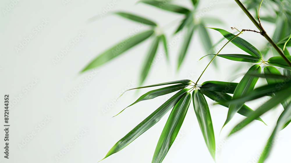 Fototapeta premium wide closeup photo of natural green color fresh bamboo branch in white background with blank text space 