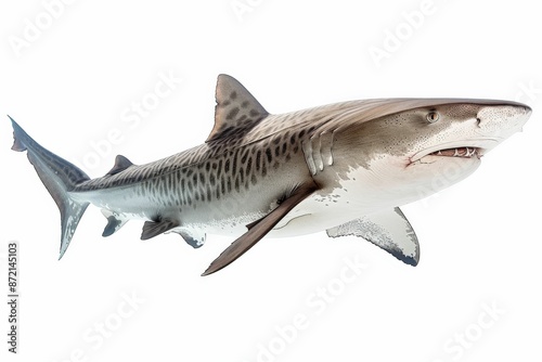 Close-Up of a Tiger Shark Isolated on White Background, Showing Detailed Patterns and Texture photo