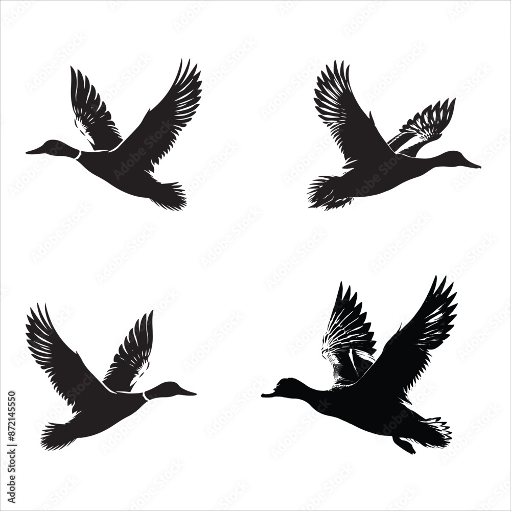 Duck flying isolated on a white background Duck flying isolated on a white background