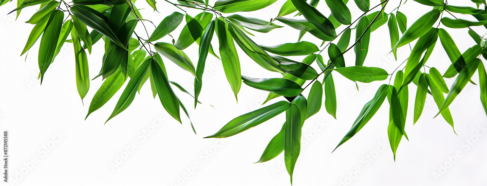 wide closeup photo of natural green color fresh bamboo branch in white background with blank text space wide closeup photo of natural green color fresh bamboo branch in white background with blank text space