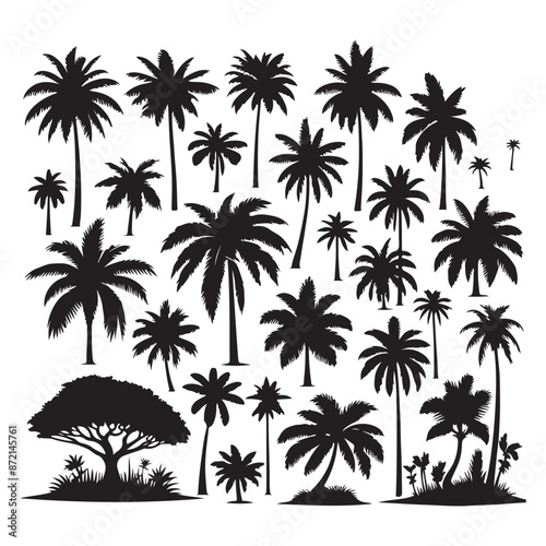 Set of palm tree silhouettes isolated on a white background, Vector illustration.