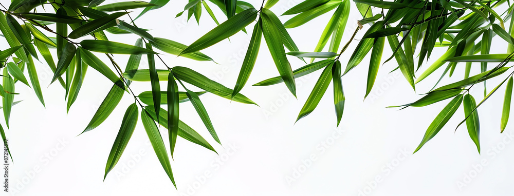 Obraz premium wide closeup photo of natural green color fresh bamboo branch in white background with blank copy space 